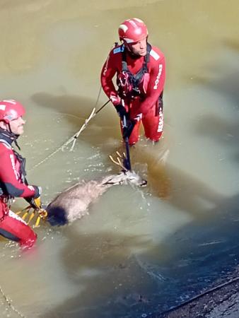 Imagen Rescatan un corzo que había quedado atrapado en el Canal de las Dehesas